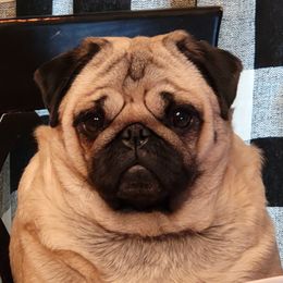 Abby - Pug