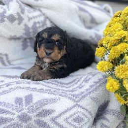 Boy 2 - Bernedoodle puppy in Amherst, Nebraska from Pile Family Goldendoodles