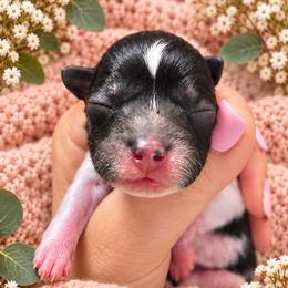 Cider - Tri-color male Bernedoodle puppy in Erda, Utah from Country Lane Doodles