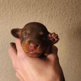 Chocolate Tan Female - Chocolate and tan female Dachshund puppy in Onalaska, Washington from Divine Teckel Tails