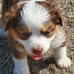 Miniature Australian Shepherds and Toy Australian Shepherds from Schwandt Toy Mini Aussies