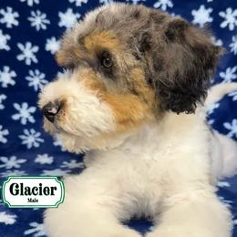 Glacier - In Training - Merle male Bernedoodle puppy in Milan, Indiana from Doodles & Spice