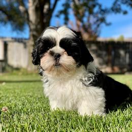 Bamm Bamm - Black and white male Shih Tzu puppy in Klamath Falls, Oregon from Bel Aire Beauties