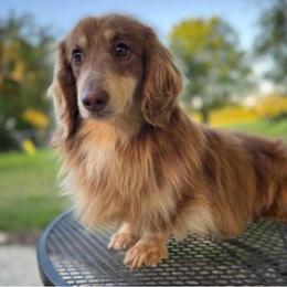 Koozie - Dachshund