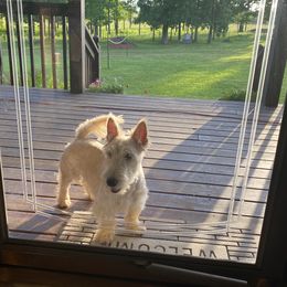 Australian Shepherds, German Shepherds, and Scottish Terriers from Stamper K9’s