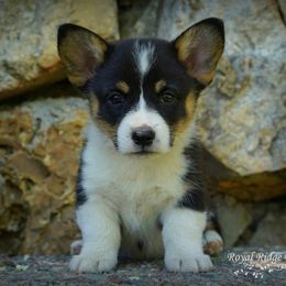 Pembroke Welsh Corgi Puppies from Royal Ridge Corgis