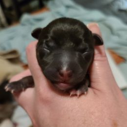 Girl 3 - Black and white female Teddy Roosevelt Terrier puppy in Claremore, Oklahoma from Travelin' Man Terriers