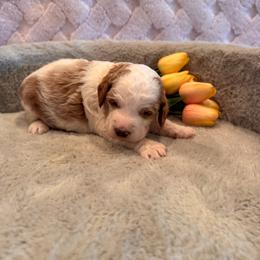 Barry - Parti male Goldendoodle puppy in Bucyrus, Missouri from Hill Top Pomskies