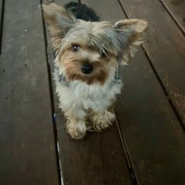 Mercedes - Yorkshire Terrier