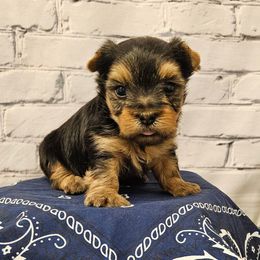 Coco - Blue and gold male Yorkshire Terrier puppy in Monticello, Iowa from Ashley’s Puppies