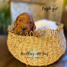 Purple girl - Red  female Goldendoodle puppy in Valdese, North Carolina from Doodling All Day Goldendoodles