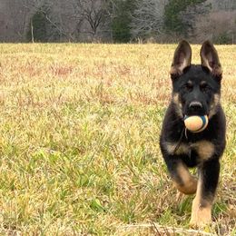 German Shepherd Puppies from StoneWall