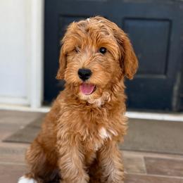 Sparkle - Red  female Goldendoodle puppy in Modesto, California from Central Valley Canine Companions