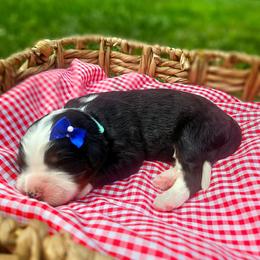 Pearl - Tri-color female Bernedoodle puppy in Russell Springs, Kentucky from 270 Doodles