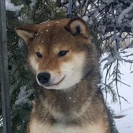 Esme - Shiba Inu