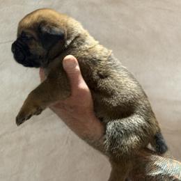 Fawn Black - Fawn male Cane Corso puppy in Paris, Texas from Knucklehead Cane Corso