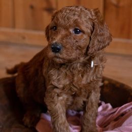Goldendoodle Puppies from It's Reigning Red Goldendoodles