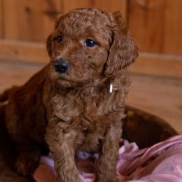 Goldendoodle Puppies from It's Reigning Red Goldendoodles
