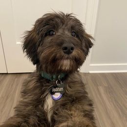 Aussiedoodle and Goldendoodle Puppies from Saddle Hill Farms
