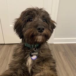 Aussiedoodle and Goldendoodle Puppies from Saddle Hill Farms