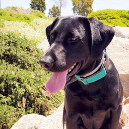 Labrador Retrievers from Peak Horizon Working Dogs