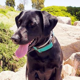 Labrador Retrievers from Peak Horizon Working Dogs