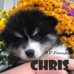Pomsky Puppies from KP Pomskies LLC