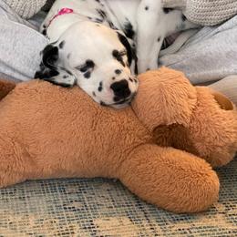Dalmatian and Shih Tzu Puppies from Mountain Pass Barn