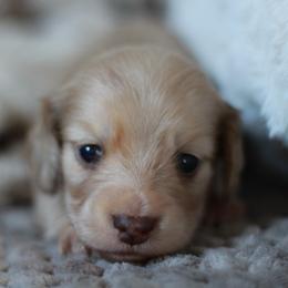 Teddy AKC 5000.00 - Dapple male Dachshund puppy in Krum, Texas from Tired Chef Dachshunds