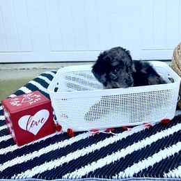 "Tiana" Goldendoodle Puppies from Sweetgrass Goldendoodles of Moncks Corner