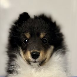 Spirit - Black white and tan female Shetland Sheepdog puppy in Athens, Georgia from RCS Kennels