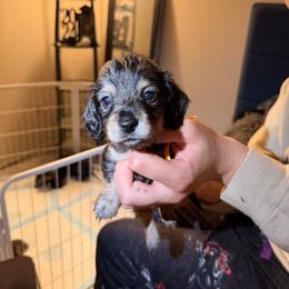 Lucas (yellow collar) - Black and cream male Dachshund puppy in Modesto, California from Once Upon a Mini Dachshund
