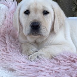 Girl 1 - Labrador Retriever puppy in Santa Rosa, California from Valley of the Moon Labradors