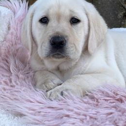 Girl 1 - Labrador Retriever puppy in Santa Rosa, California from Valley of the Moon Labradors