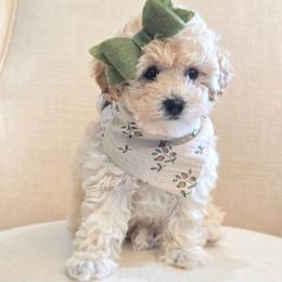 Kate - Cream female Poodle puppy in Leander, Texas from Doodle Doula