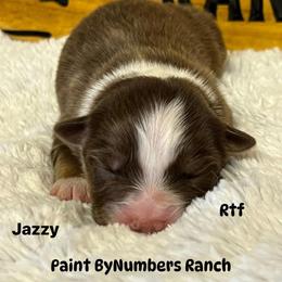 Jazzy - Red tri-color female Australian Shepherd puppy in Magee, Mississippi from Paint ByNumbers Ranch