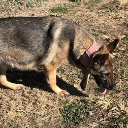 Birdy - German Shepherd