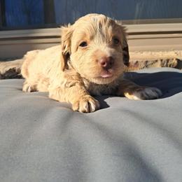 Aussiedoodle and Cockapoo Puppies from Ouachita River Cockapoos