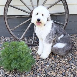 Bunny - Sheepadoodle