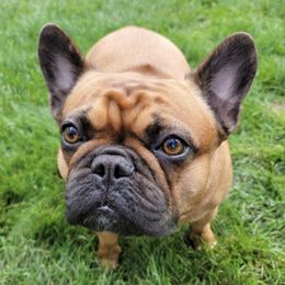 French Bulldogs from Red Ember Frenchies