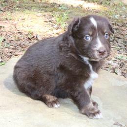 Bumble - Red tri-color male Australian Shepherd puppy in Macon, Georgia from Shaina’s Shepherds