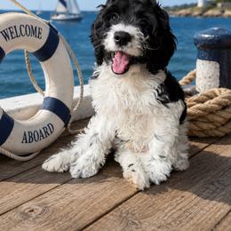 Shadow - Black and white male Cockapoo puppy in Miami, Florida from Peshos Cockapoos