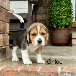 Chloe - Black tan and white female Beagle puppy in Mansfield, Missouri from Rippee Creek Kennel