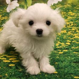 Girl 1 - White female Maltese puppy in North Myrtle Beach, South Carolina from Perfect Puppies