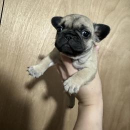 Girl 3 - French Bulldog puppy in Waterproof, Louisiana from 3D Frenchies LLC