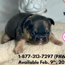 Heartley - Tricolors female French Bulldog puppy in Michigan from Fur Baby Farms