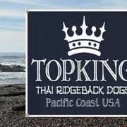 Thai Ridgebacks from Topking Thai Ridgeback Dogs
