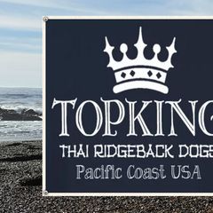 Thai Ridgebacks from Topking Thai Ridgeback Dogs
