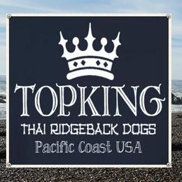 Thai Ridgebacks from Topking Thai Ridgeback Dogs