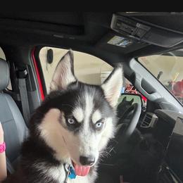 Emerald - Siberian Husky